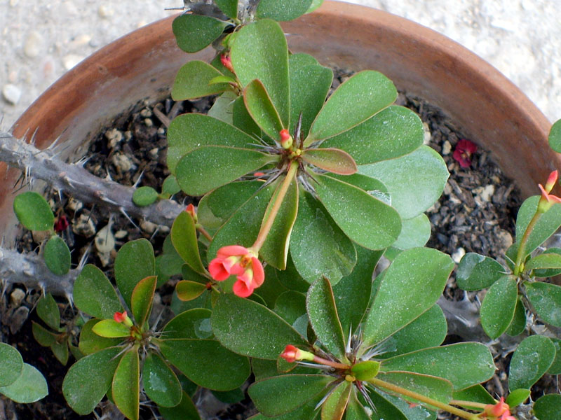 Euphorbia milii 