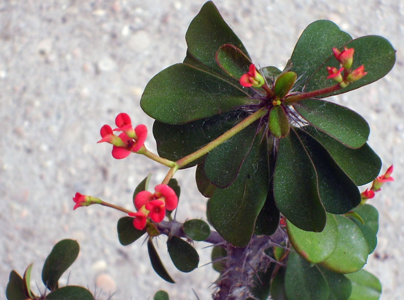 Euphorbia milii 