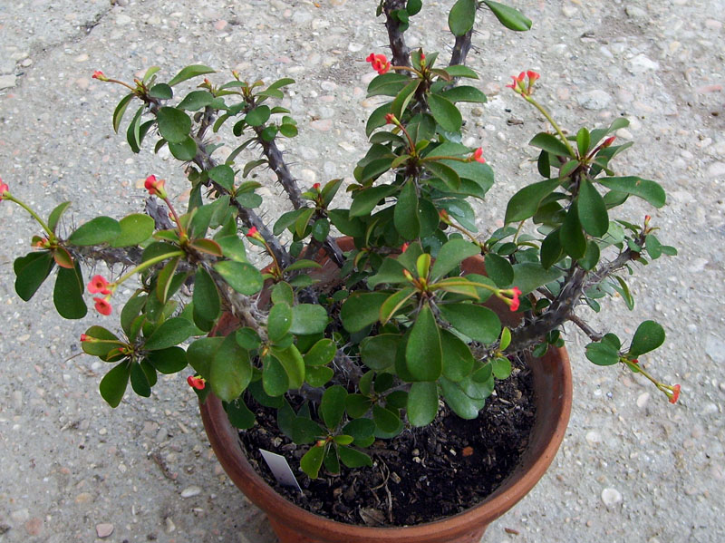 Euphorbia milii 