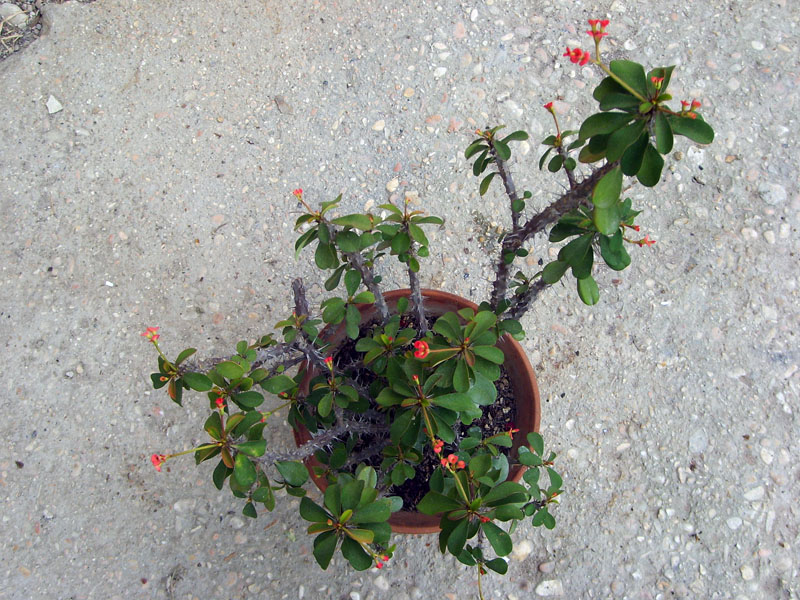 Euphorbia milii 