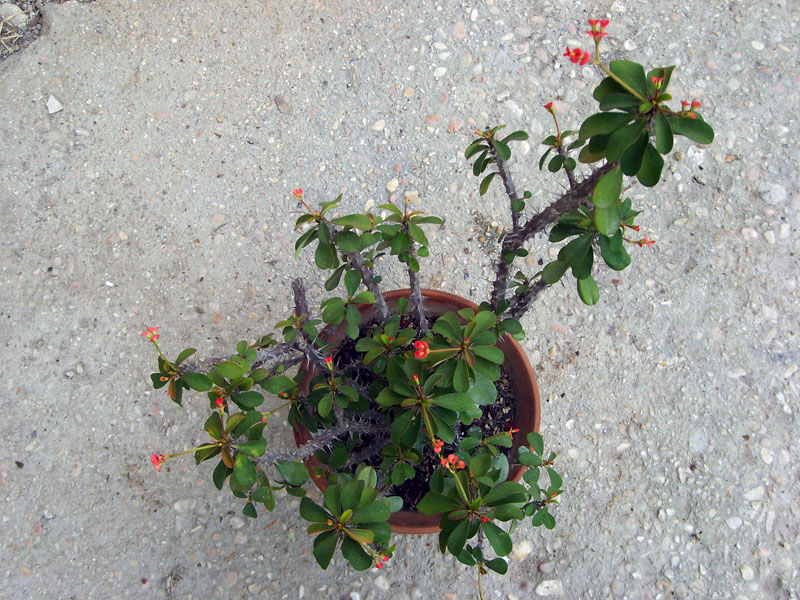 Euphorbia milii 