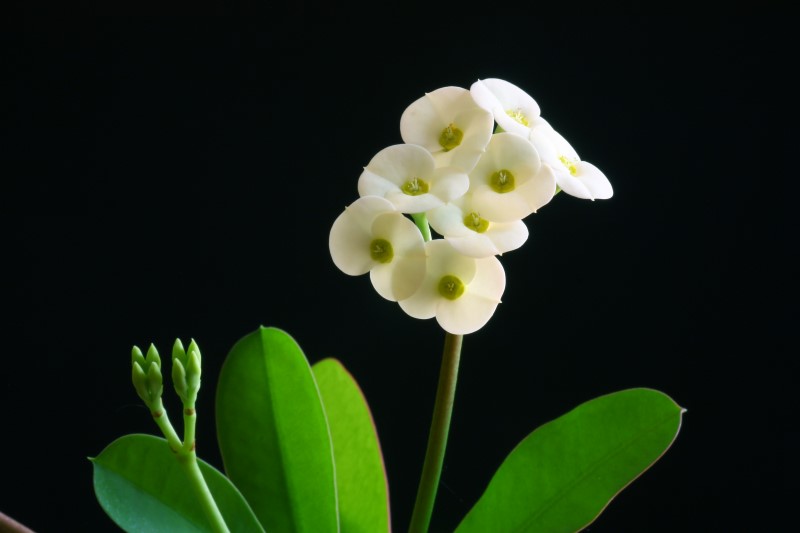 Euphorbia milii f. lutea 