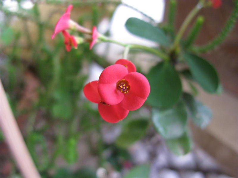 Euphorbia milii 