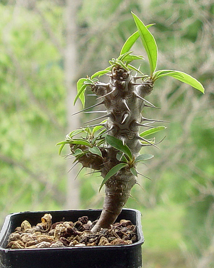 Euphorbia milii v. isaloensis 
