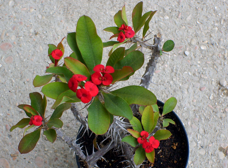 Euphorbia milii v. splendens 