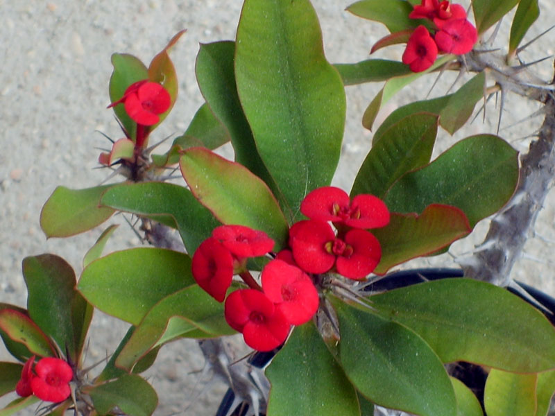 Euphorbia milii v. splendens 