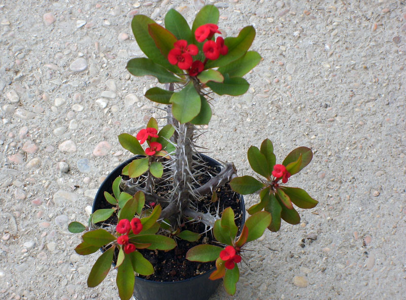 Euphorbia milii v. splendens 