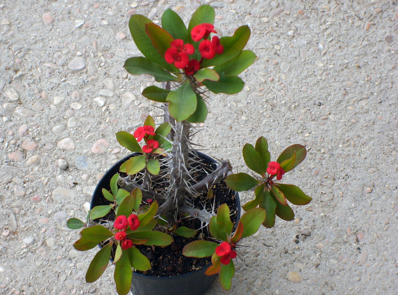 euphorbia milii v. splendens