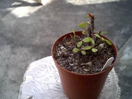 Euphorbia millii 