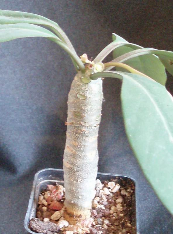 Euphorbia millotii 