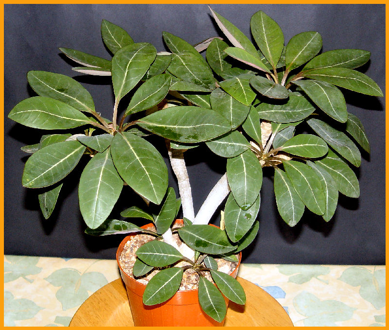 Euphorbia millotii 
