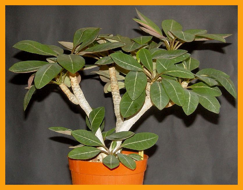 Euphorbia millotii 