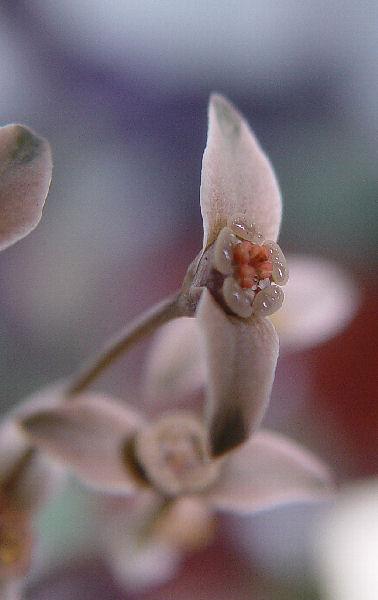 Euphorbia moratii 