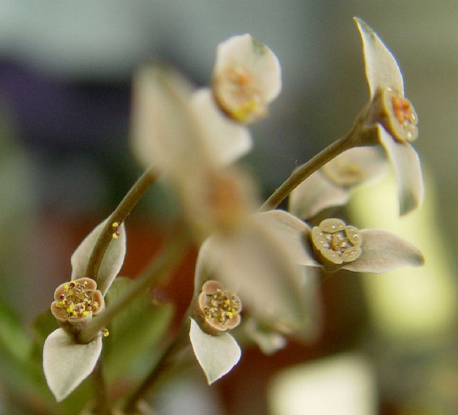 Euphorbia moratii 