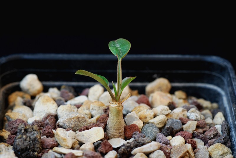 Euphorbia moratii 