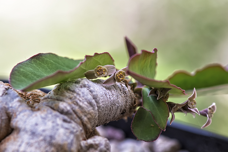 Euphorbia moratii 