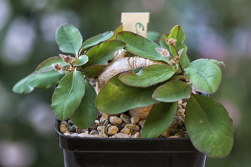 Euphorbia moratii 