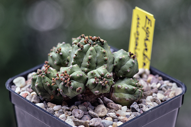 Euphorbia mosaica 