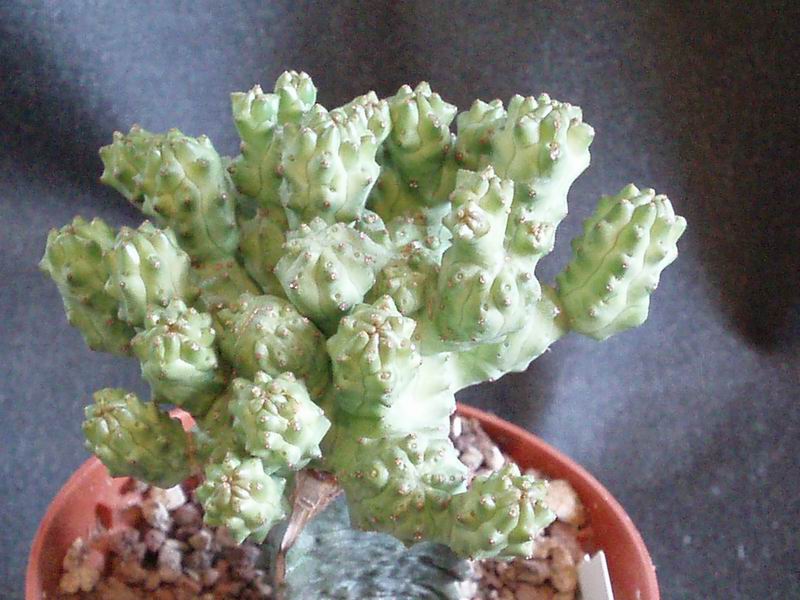 Euphorbia mosaica 