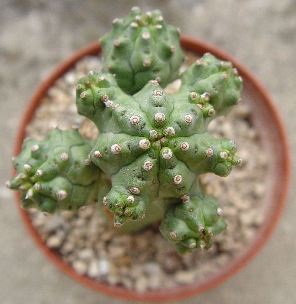 Euphorbia mosaica 