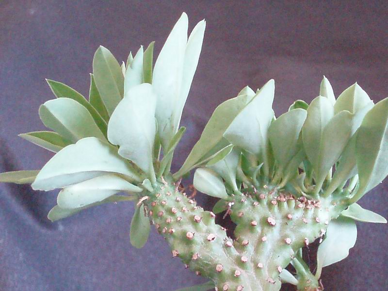 Euphorbia neriifolia 