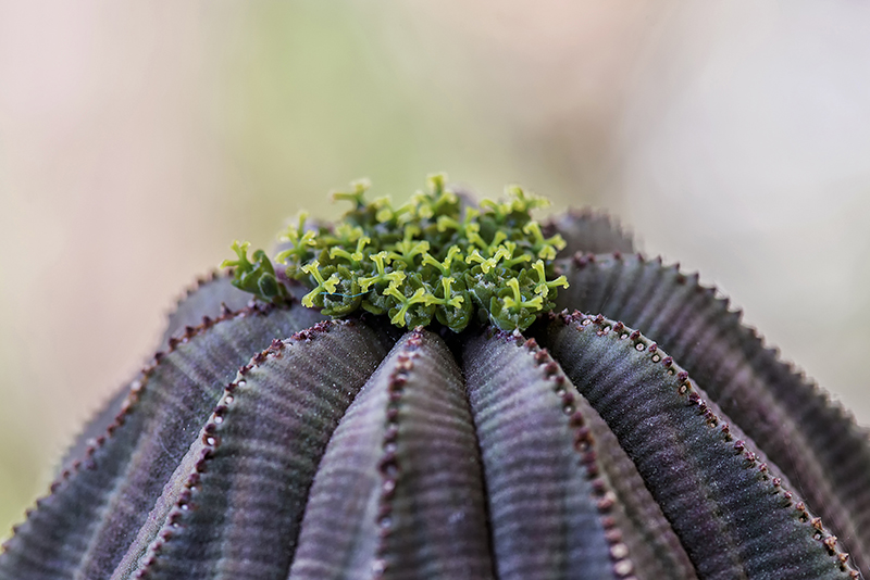 Euphorbia obesa 