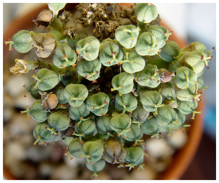 Euphorbia obesa 