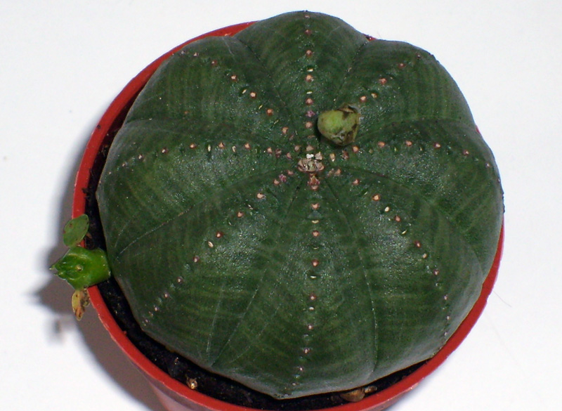 Euphorbia obesa 