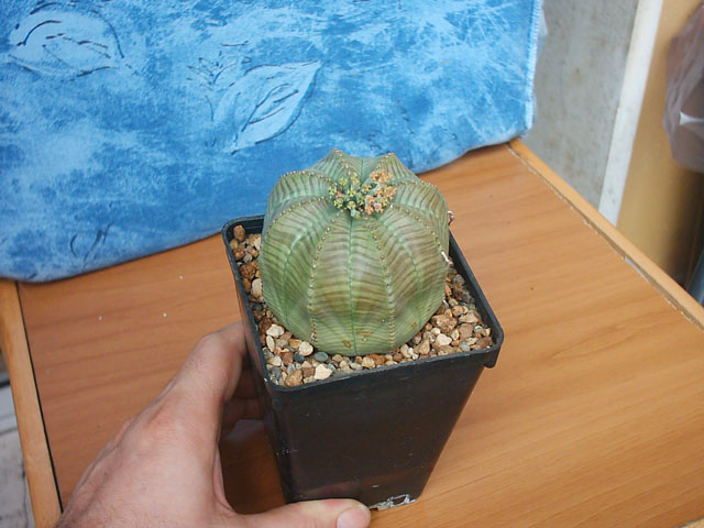 Euphorbia obesa 