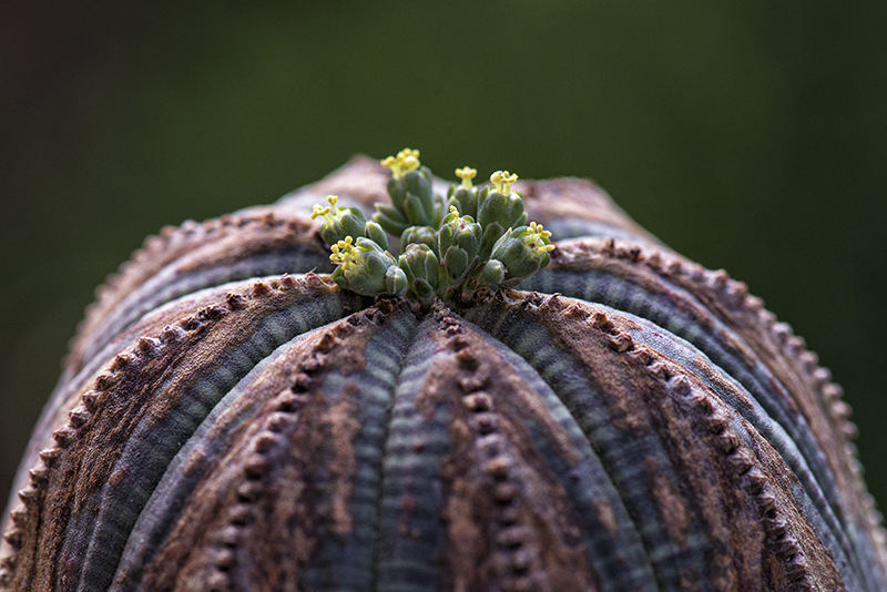 Euphorbia obesa 