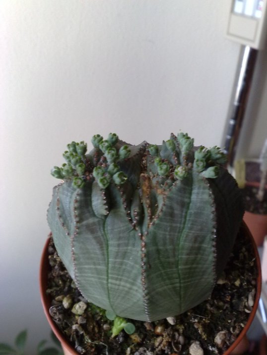 Euphorbia obesa 