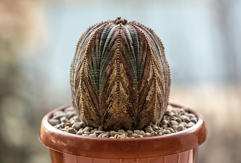 Euphorbia obesa 