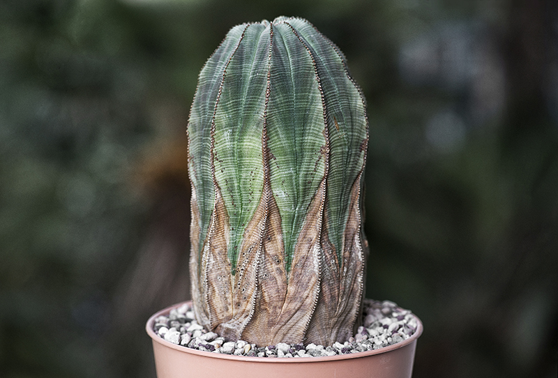 Euphorbia obesa 