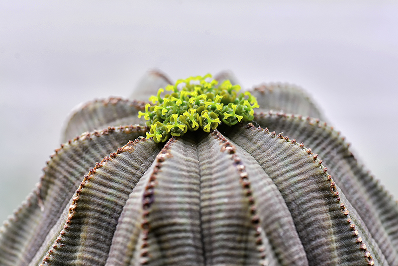 Euphorbia obesa 