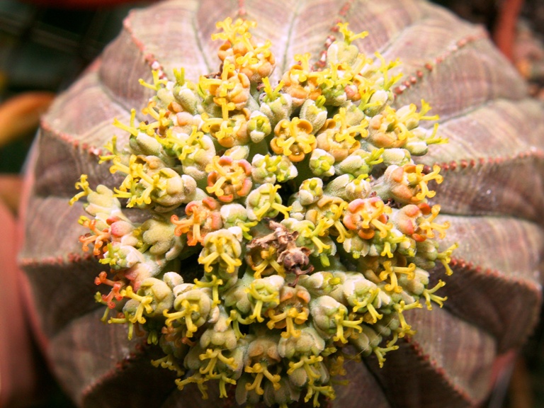 Euphorbia obesa 