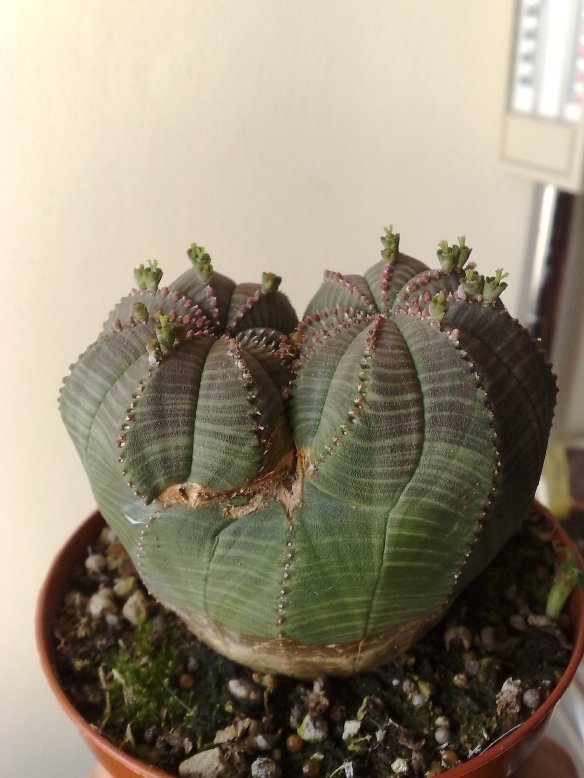 Euphorbia obesa 