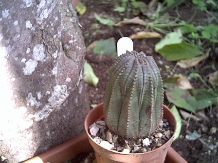 Euphorbia obesa 
