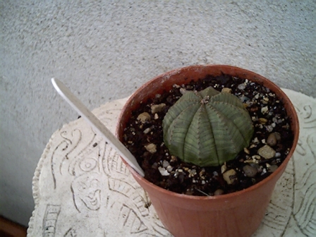 Euphorbia obesa 