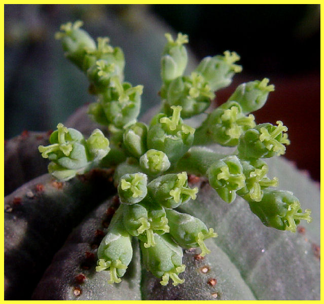 Euphorbia obesa 