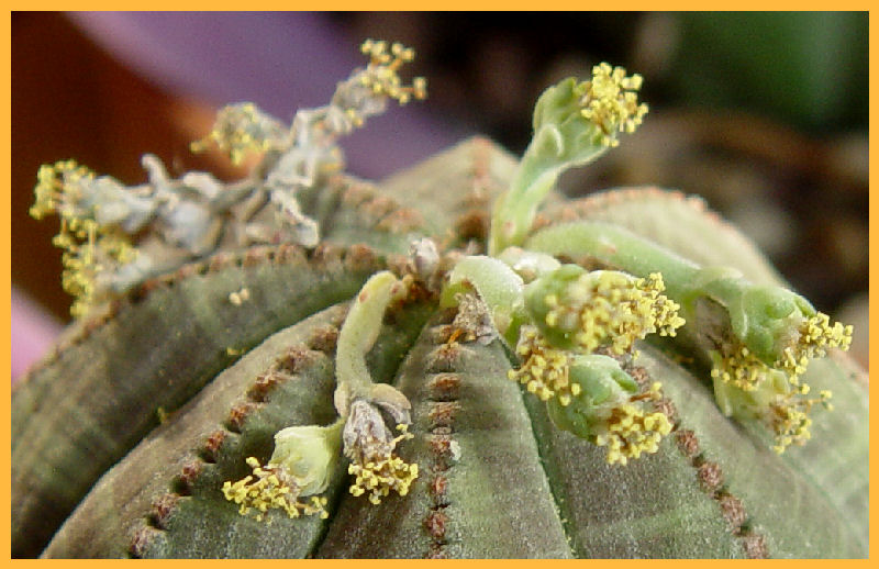 Euphorbia obesa 