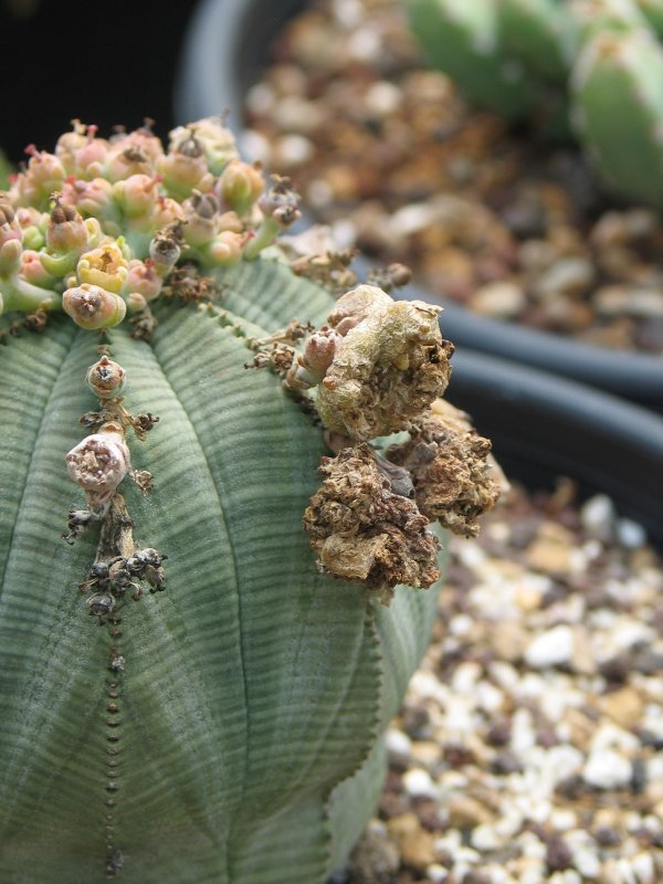 Euphorbia obesa  