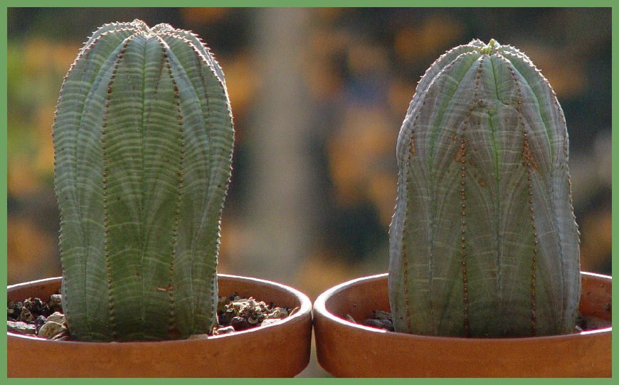 Euphorbia obesa 