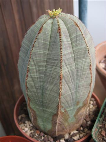 Euphorbia obesa 