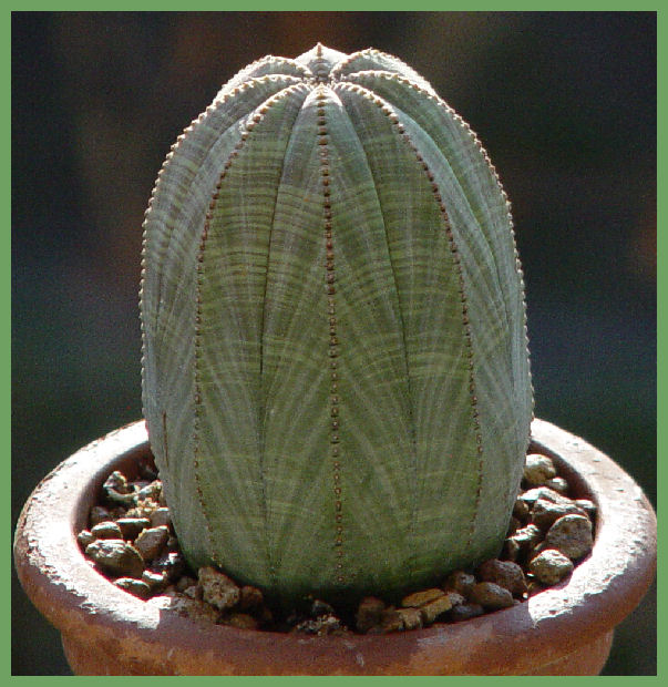 Euphorbia obesa 