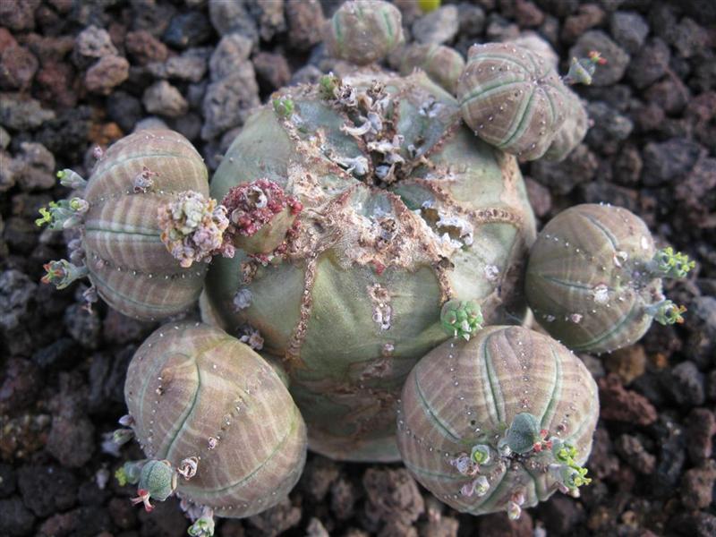 Euphorbia obesa f. monstruosa 