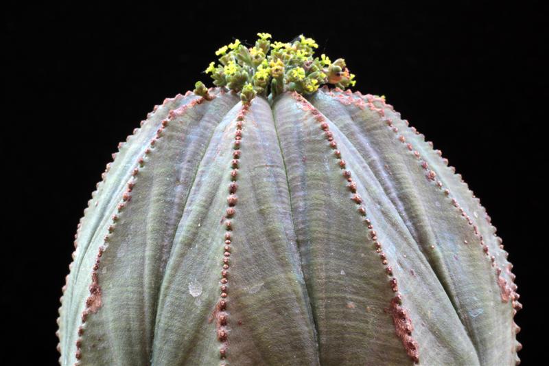 Euphorbia obesa 