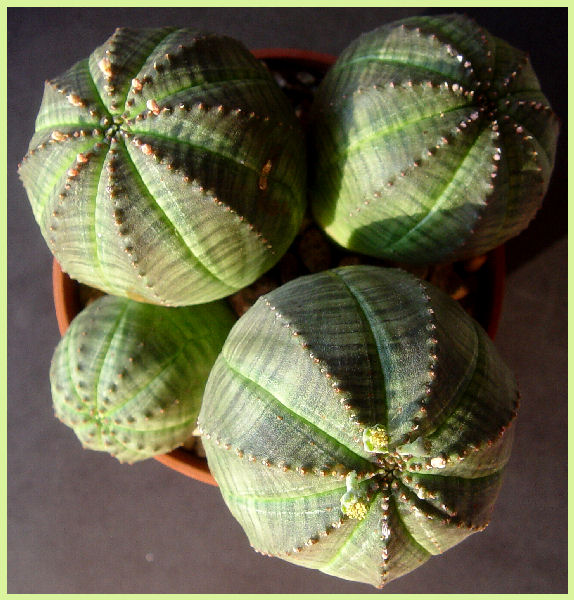 Euphorbia obesa 