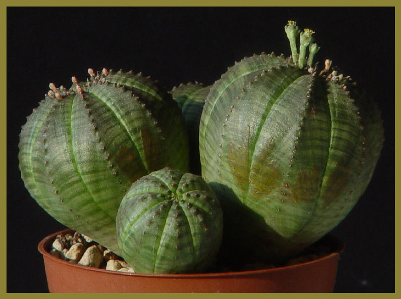 Euphorbia obesa 