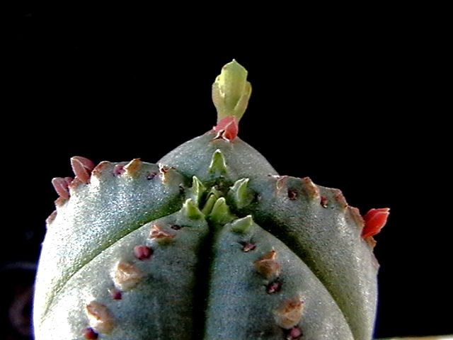 Euphorbia jansenvillensis 