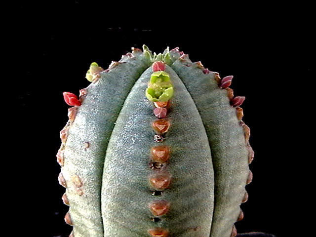 Euphorbia jansenvillensis 